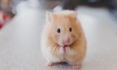 属鼠2023.2.10运势 冲动消费