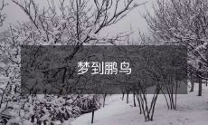 梦到鹏鸟
