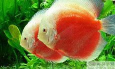 梦见鱼是什么意思 有什么征兆