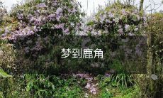 梦到鹿角