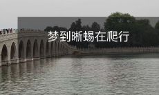 梦到晰蜴在爬行