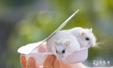 属鼠2023.2.18运势 笃定自己的信念