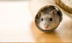 属鼠2023.2.16运势 时不可失