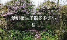 梦到猪生了很多多少小猪