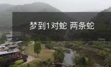 梦到1对蛇 两条蛇