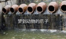 梦到动物的爪子