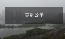 梦到公羊