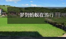 梦到蚂蚁在游行