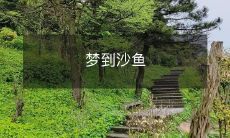 梦到沙鱼