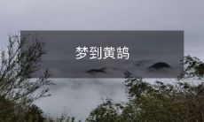 梦到黄鹄