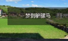 梦到驴骡马