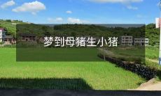 梦到母猪生小猪