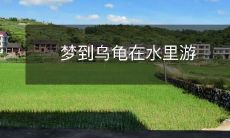 梦到乌龟在水里游