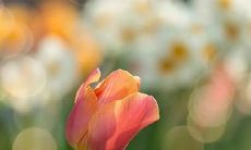 阴差阳错在日柱是什么意思 阴阳差错日婚姻破解方法