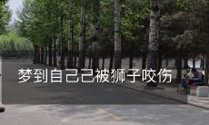 梦到自己己被狮子咬伤