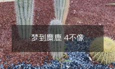 梦到麋鹿 4不像