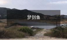 梦到鱼