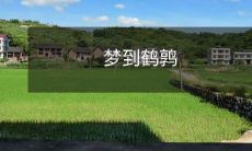 梦到鹤鹑