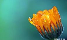 91年11月20日是什么命 农历十月十五出生命运