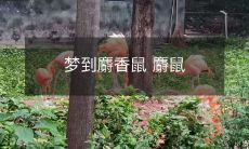 梦到麝香鼠 麝鼠