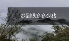 梦到很多多少猪