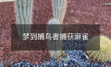 梦到捕鸟者捕获麻雀