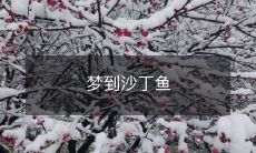 梦到沙丁鱼