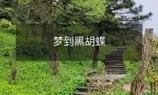 梦到黑胡蝶
