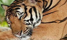 2023年容易生男孩的生肖 属虎人准备好怀孕