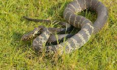 梦见蛇是什么预兆