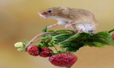 2023年容易怀孕的生肖女 生肖鼠家庭幸福