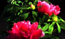 家居哪些风水有利于夫妻关系