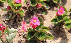 有哪些星座男人为了爱情不在乎面子