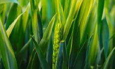 天庭饱满地阁方圆的人命有多好 有啥含义