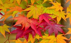 大年初八出生的女孩好吗2023 属于贤良有福之命