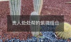 贵人处处帮的紫微组合