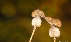 属鼠2022.12.16运势 挑刺