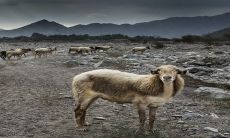 2023年挣钱最多的生肖羊 属羊的具体运势解析