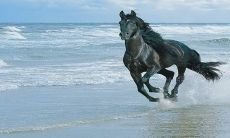 2023年会结婚的生肖 生肖马有机会结识灵魂伴侣