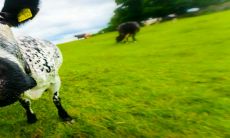 2023年最幸运的生肖是 生肖牛被许多好运所包围