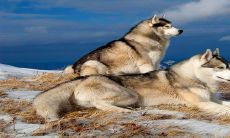 2023年复合的生肖是 生肖狗没有忘记过爱人