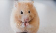 2023遇正缘的生肖 是生肖鼠非常吉利的结婚年