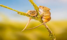 2023年工作运势最好的生肖 生肖鼠各方面运势都不错