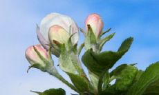 正月初四吃什么吉利2023年 初四烙饼卷鸡蛋