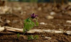 2020年五行属土还是木 命好不好