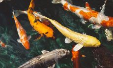 五行交运的口诀及排大运歌诀