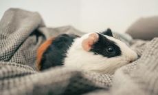 属鼠2022.12.6运势 无所用心