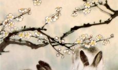 属兔人与什么生肖最相配