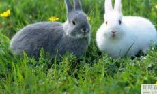 2022年1月属兔的人运势及运程好吗