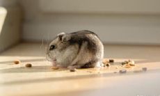 属鼠2022.11.23运势 状态不行